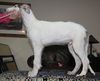 Profile picture of the animal