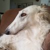 Profile picture of the animal