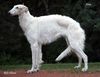 Profile picture of the animal