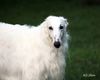 Profile picture of the animal