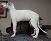 Profile picture of the animal