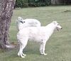 Profile picture of the animal