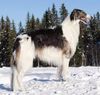 Profile picture of the animal