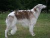 Profile picture of the animal