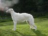 Profile picture of the animal