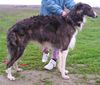Profile picture of the animal