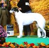 Profile picture of the animal