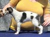 Profile picture of the animal