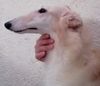 Profile picture of the animal