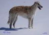 Profile picture of the animal