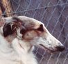 Profile picture of the animal