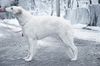 Profile picture of the animal