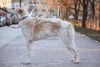 Profile picture of the animal