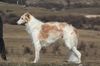 Profile picture of the animal