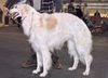 Profile picture of the animal