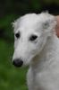 Profile picture of the animal