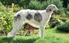 Profile picture of the animal