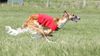 Profile picture of the animal