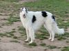 Profile picture of the animal