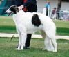 Profile picture of the animal