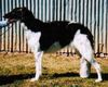 Profile picture of the animal