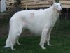 Profile picture of the animal