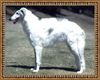 Profile picture of the animal