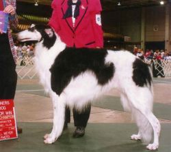 Profile picture of the animal