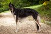 Profile picture of the animal