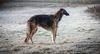 Profile picture of the animal