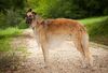 Profile picture of the animal