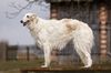 Profile picture of the animal