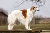 Profile picture of the animal