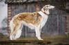 Profile picture of the animal