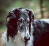 Profile picture of the animal