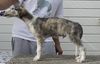 Profile picture of the animal