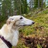 Profile picture of the animal