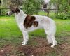 Profile picture of the animal
