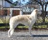Profile picture of the animal
