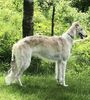Profile picture of the animal