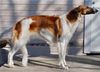 Profile picture of the animal