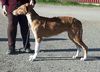 Profile picture of the animal