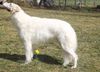 Profile picture of the animal