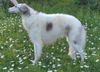 Profile picture of the animal