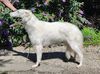 Profile picture of the animal