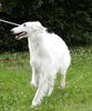 Profile picture of the animal