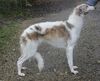 Profile picture of the animal