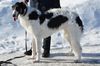 Profile picture of the animal