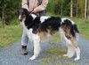 Profile picture of the animal