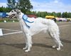 Profile picture of the animal